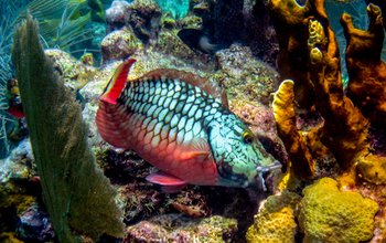 Photo of a parrotfish about to bite a coral